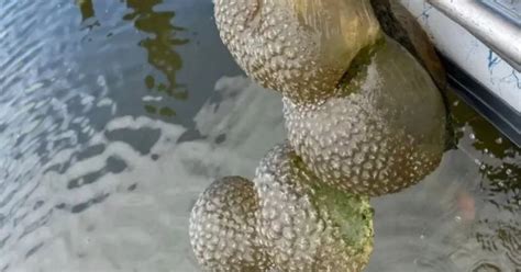 Image result for Alien Egg Deposit