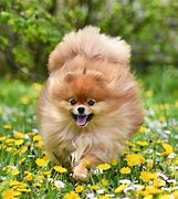 Image result for Cute Teacup Puppies 150X150
