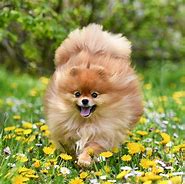 Image result for Cute Fluffy Things