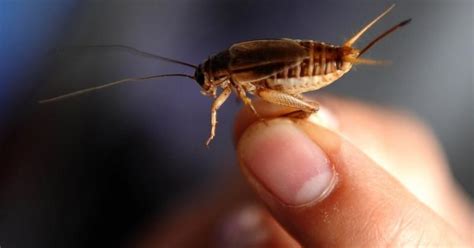 You can tell exactly how hot it is outside by listening to crickets ...