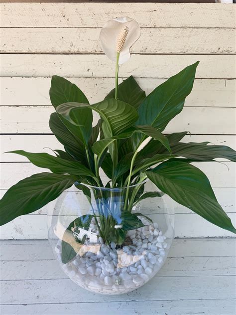 Peace Lily In Water