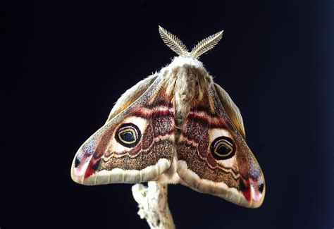 Image result for Moth Insect