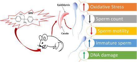 Autoadrogynephilia 的图像结果