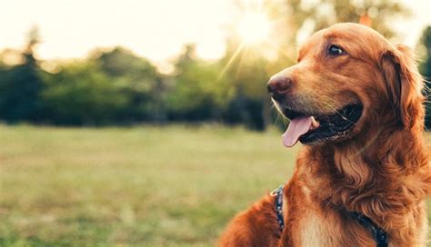 5 Things Your Dogs Can Sense - lifeberrys.com