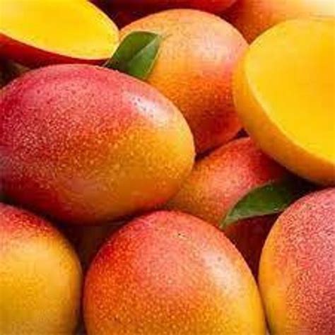 Image result for Dwarf Mango Tree Care