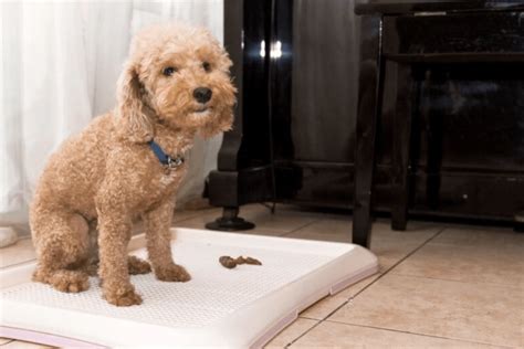 Puppy Potty Training Regression: Fixing What’s Broken