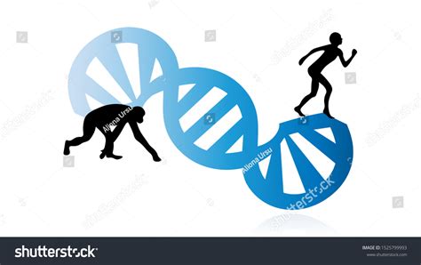 Image result for Evolution Vector