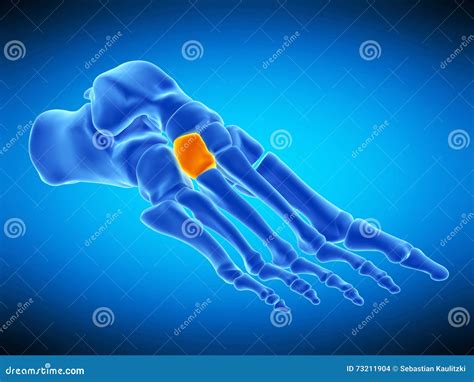 The lateral cuneiform bone stock illustration. Illustration of foot - 73211904