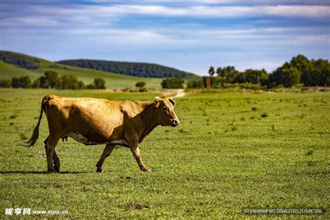 草原牛 的图像结果