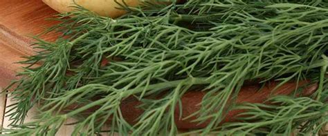 Bitter foods to try for better health | Femina.in