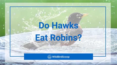 Do Hawks Eat Robins? Plus Other Interesting Facts!