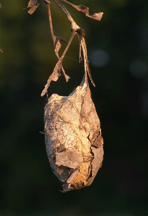 moth pupa – Roads End Naturalist