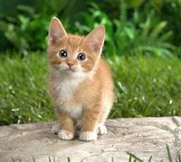 Image result for Very Cute Cats