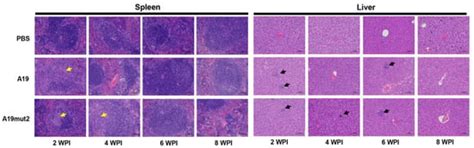 Characterization of Brucella abortus Mutant A19mut2, a Potential DIVA ...