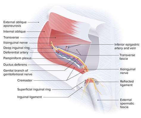 Internal Ring Anatomy at Kyle Fisher blog