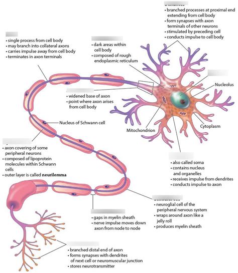 Multipolar Neuron Model 的图像结果