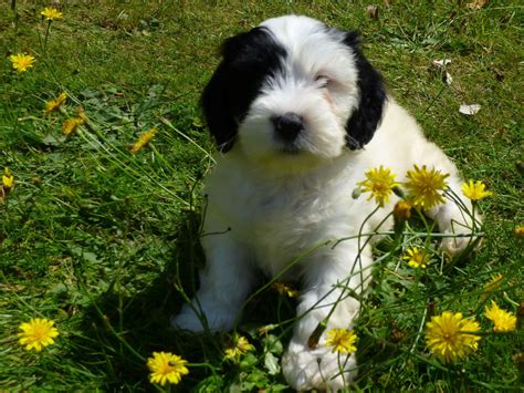 Image result for Adult Cockapoo No Background