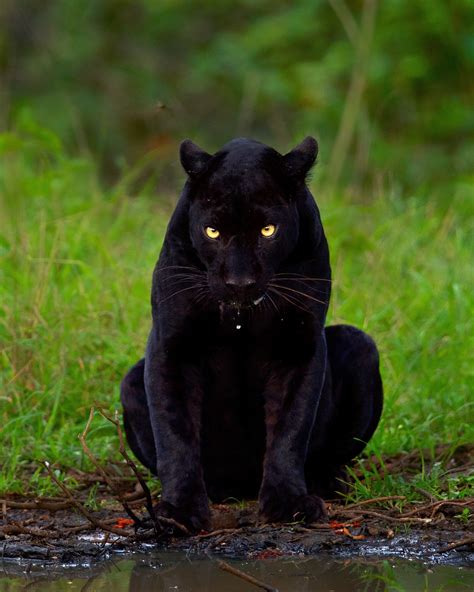 Black Panther Animal Endangered at Dennis Fleming blog