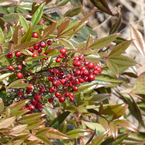 Winter Berry Plants For Wildlife - Common Winter Berry Trees And Shrubs ...