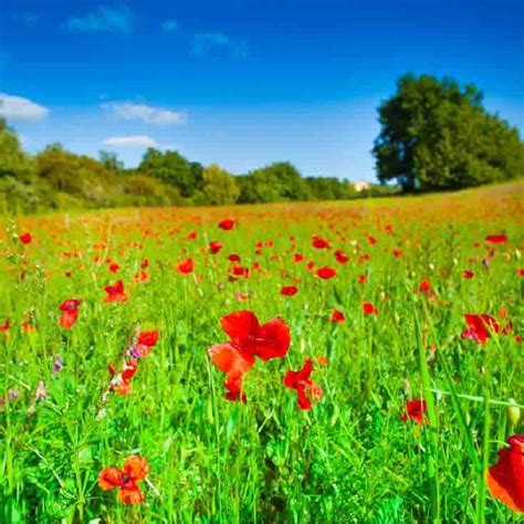 Image result for List of All Complementary Colors