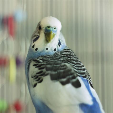 MSPCA AT NEVINS FARM - Methuen MA - Hours, Directions, Reviews - Loc8NearMe