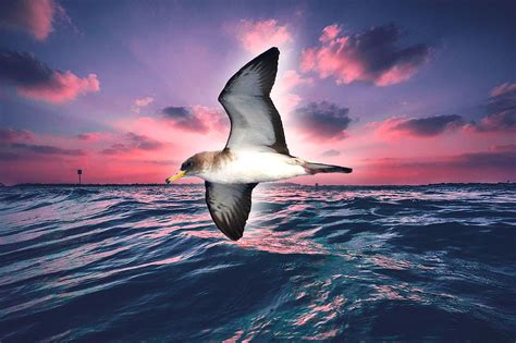 Times of Madeira | Breaking News | Culture & Politics