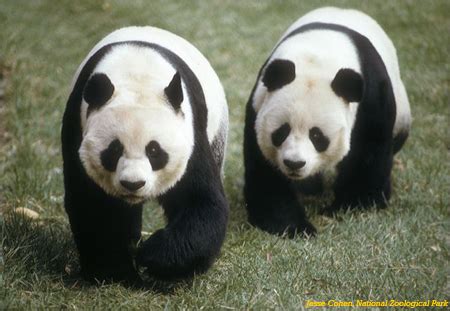 China's two pandas reject Taiwan bamboo, lose 3 kg | TopNews