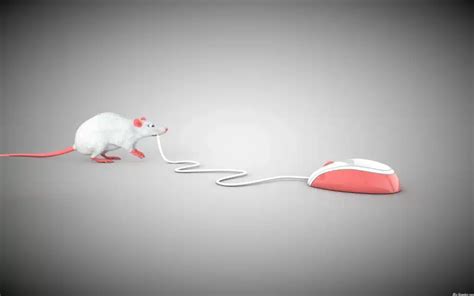 Mouse or Mice: The Correct Plural of 'Mouse' Explained - Grammar Glow