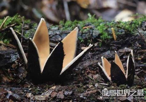世界上最罕见的蘑菇，恶魔雪茄是一种能发出恐怖啸叫声的真菌-时尚生活在线