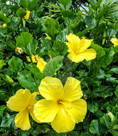 Yellow Hibiscus State Flower Of Hawaii | Best Flower Site