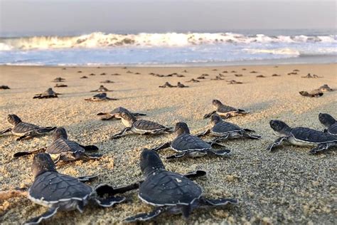 Olive Ridley Turtle Release Experience in Puerto Escondido | Pelago