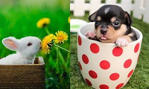 Image result for Bunny Cute Funny Animals