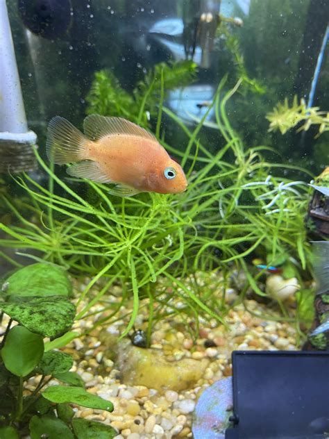 Weird white spots on Ponyo? They just appeared a few days ago but what ...