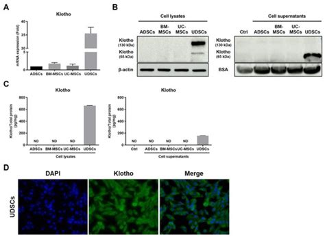 IJMS | Special Issue : Molecular Pathology, Diagnostics, and ...