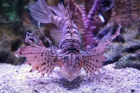 Tiger Fish | Pics4Learning