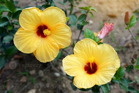 yellow hibiscus flower, there are 5 single layer petals with stamens ...