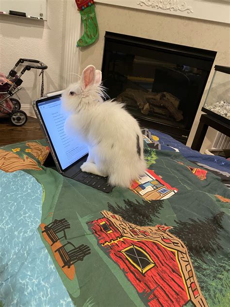 My rabbit just doing my homework : r/Rabbits