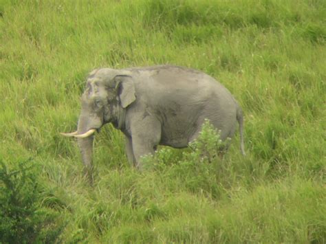 Wildlife Thailand: See Wild Animals in Thailand’s Jungles, Oceans, Islands