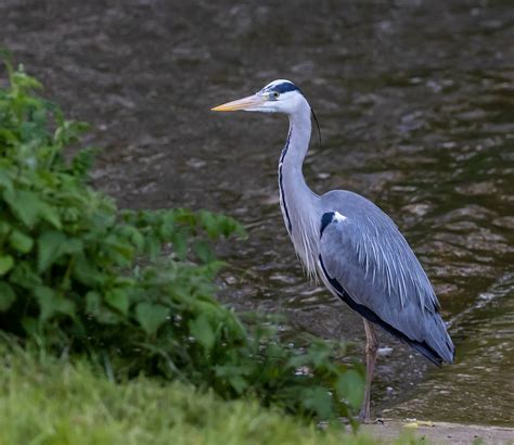 30+ Free Blue Heron Closeup & Blue Heron Images - Pixabay