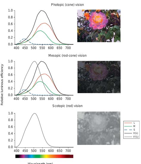 (PDF) Photopic, Mesopic and Scotopic Vision and Changes in Visual Performance