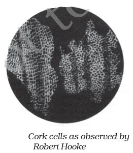 Cell Structure Class 8 的图像结果