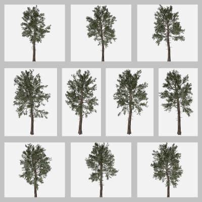 Image result for Unreal Engine Loblolly Tree