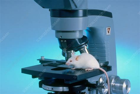 Mouse Model in Lab 的图像结果