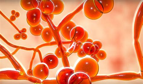 Bildergebnis für candida auris