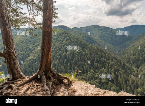 Image result for Two Tree Hiking