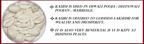 Buy PARASHER VEDIC SHOPP White Kodi White Cowrie Sea Shell | Laxmi and ...