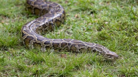 Image result for Eraticate the Python in Florida