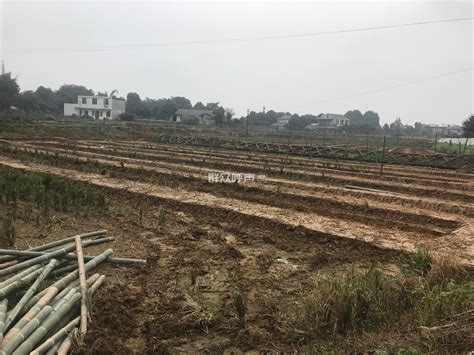 水渠损坏影响稻地用水 村干部表示尽快修复 - 睢宁新闻网