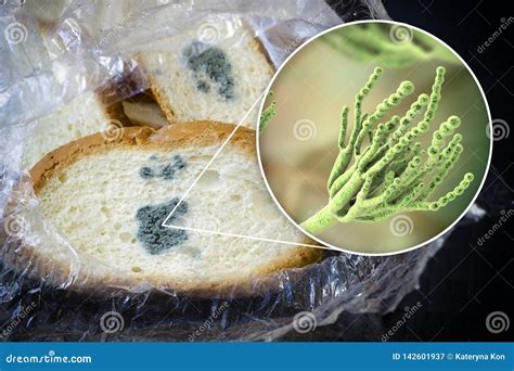 Microorganisms Fungi Bread Mould