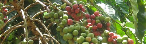 Erfahrungsbericht von der Farmarbeit in Uganda